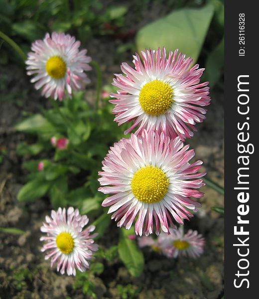 Beautiful pink flowers of a daisy