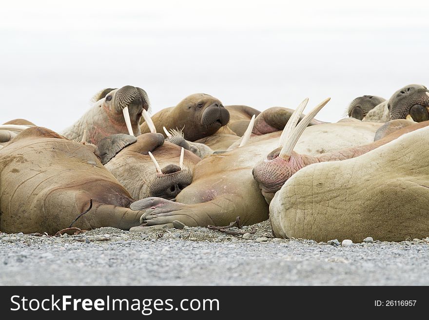 A group of sleeping walruses.
