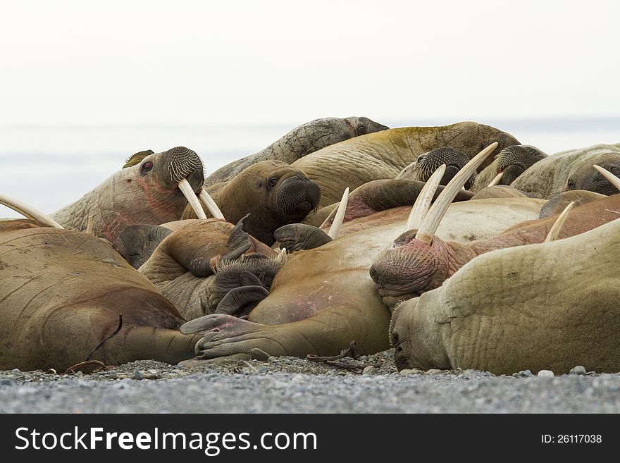 A group of sleeping walruses.