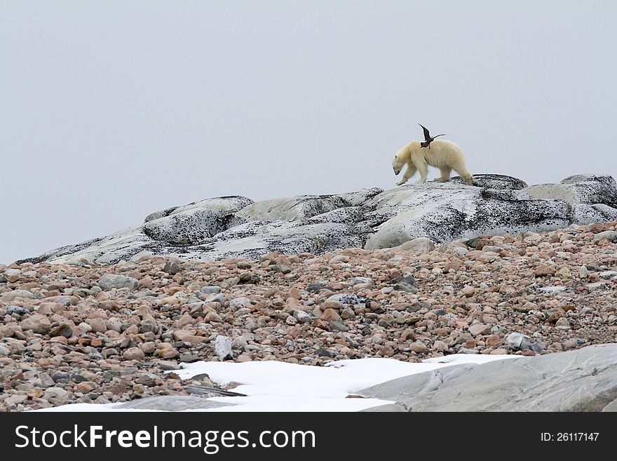 A skua attacking a polar bear, in the archipelago of Svalbard. A skua attacking a polar bear, in the archipelago of Svalbard.
