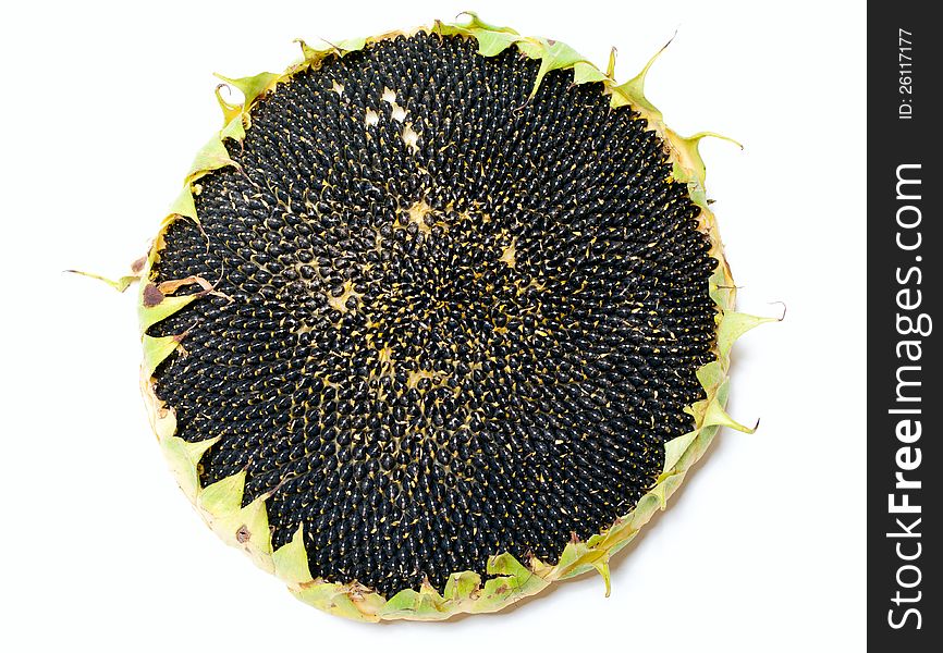 Single Ripe Sunflower