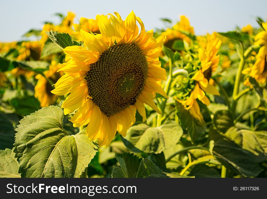 Close up sun flower in a field