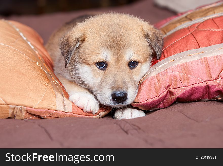 Small, yellow puppy huskies and akita on the bed. Small, yellow puppy huskies and akita on the bed