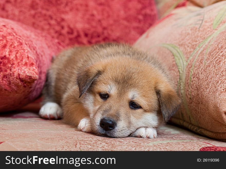 Small, yellow puppy huskies and akita on the bed