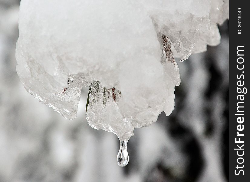 A droplet dripping down from an icy pine-tree branch. A droplet dripping down from an icy pine-tree branch