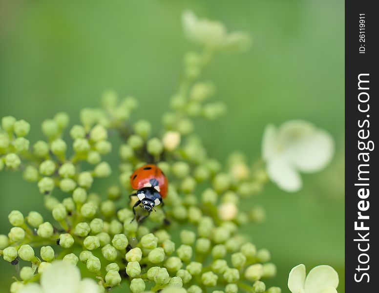 Ladybug beetle on flower over greeen closeup shallow dof