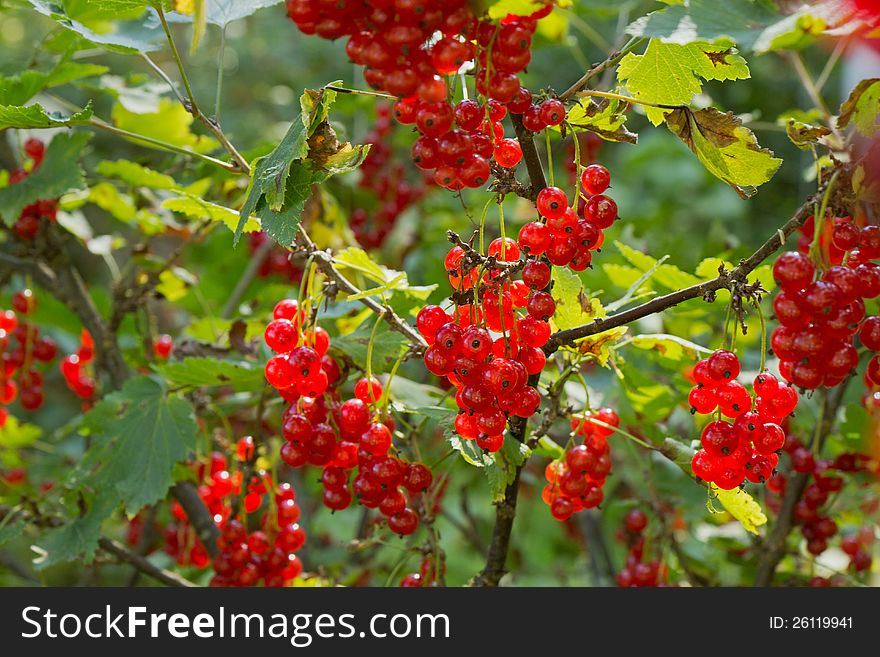 Plenty of ripe Redcurrant berries