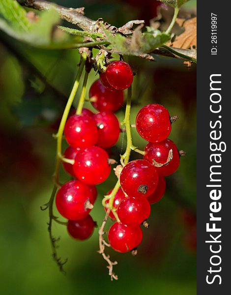 Closeup of ripe Redcurrant berries in daylight