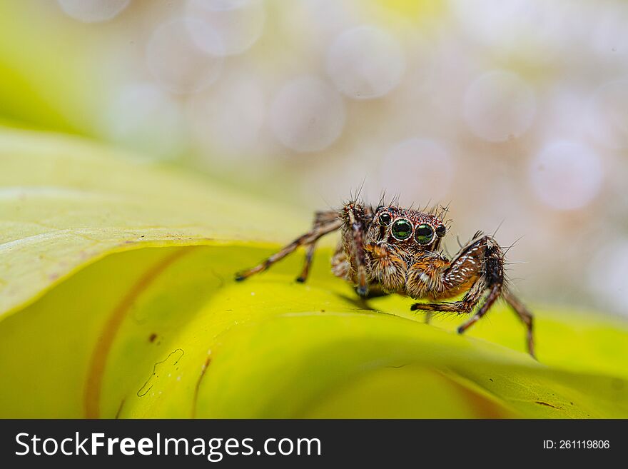 Cute Eyes Of A Jumping Spider On A Green Leaf With A Bokeh Background