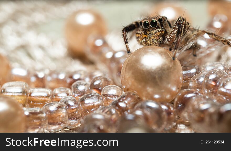 jumping spider on crystal ball land