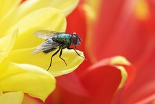 Blue Bottle Fly - Calliphora Vomitoria Stock Photography Blue Bottle Fly - Calliphora Vomitoria Stock Photography