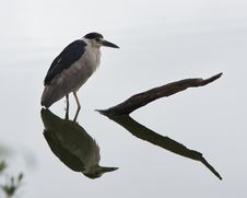 Black-crowned Night-heron Stock Photo
