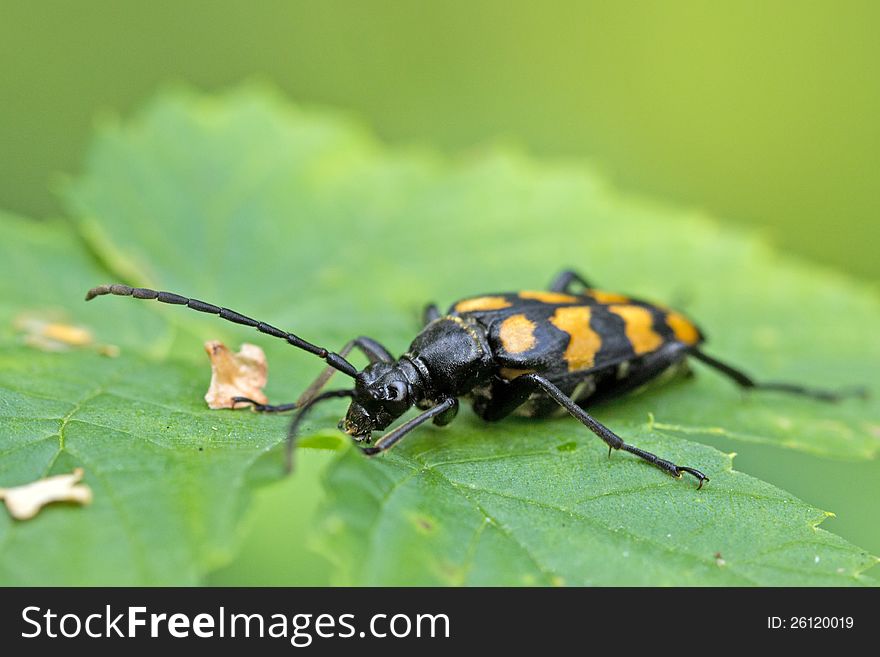 Closeup Of A Beetle On A Leaf