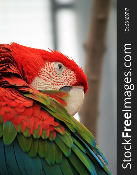 Photo of red parrot Macaw