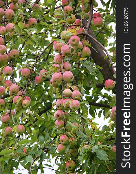 Apple-tree Garden