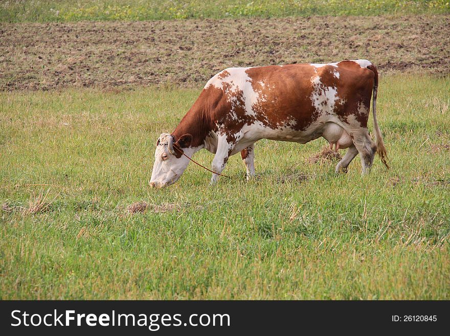 Cow on to the meadow