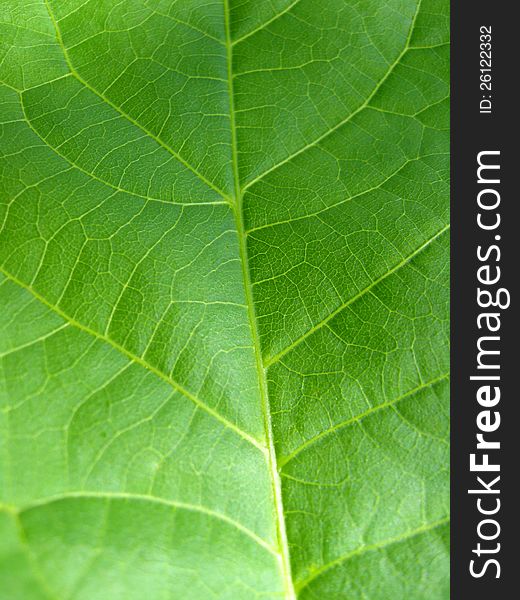 Image of green background of unusual colored leaf. Image of green background of unusual colored leaf
