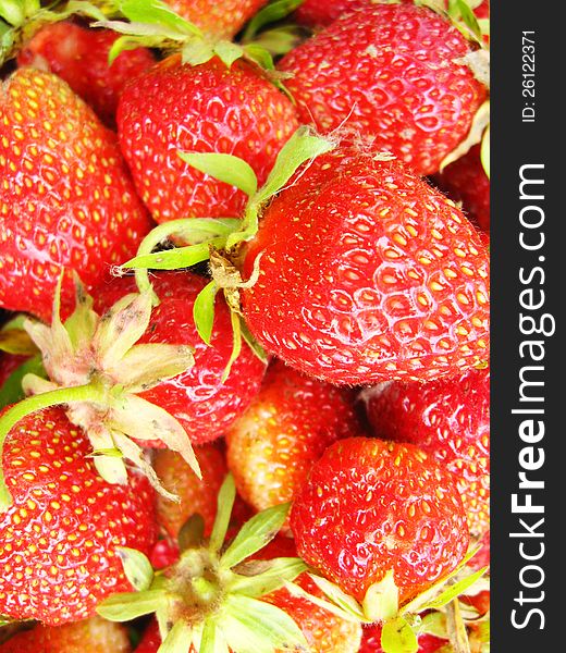The process of washing of the fresh strawberry. The process of washing of the fresh strawberry