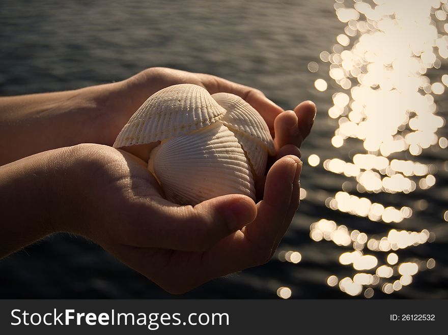Hands holding sea shells in golden evening sunlight. Hands holding sea shells in golden evening sunlight