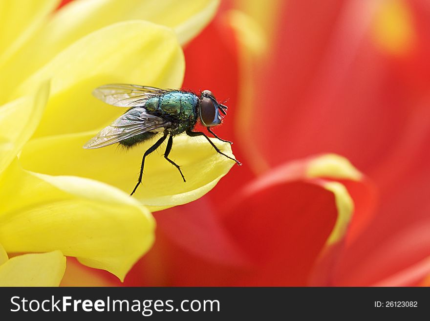 Blue Bottle Fly - Calliphora Vomitoria