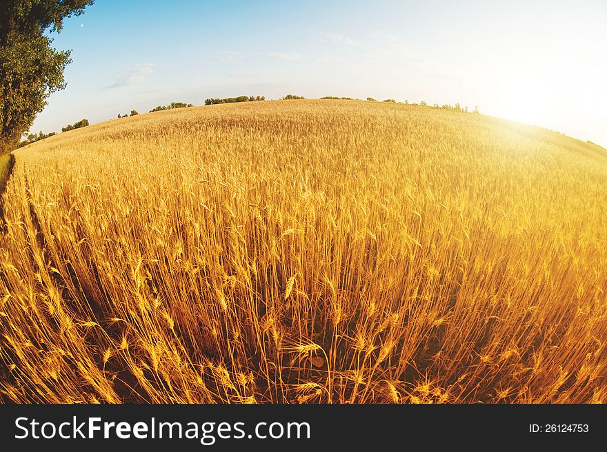 Sunset In A Wheat Field