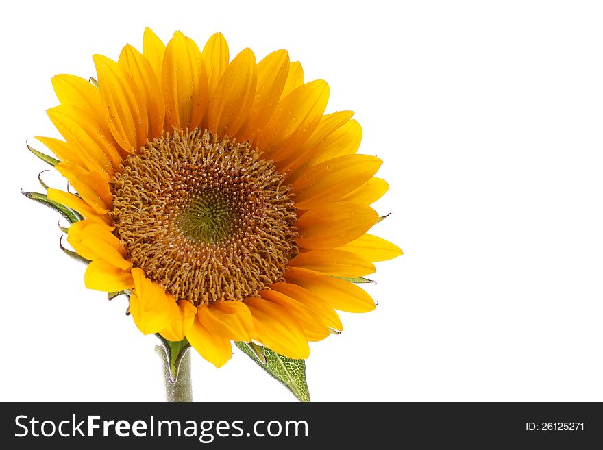 Sunflower with dew isolated white background