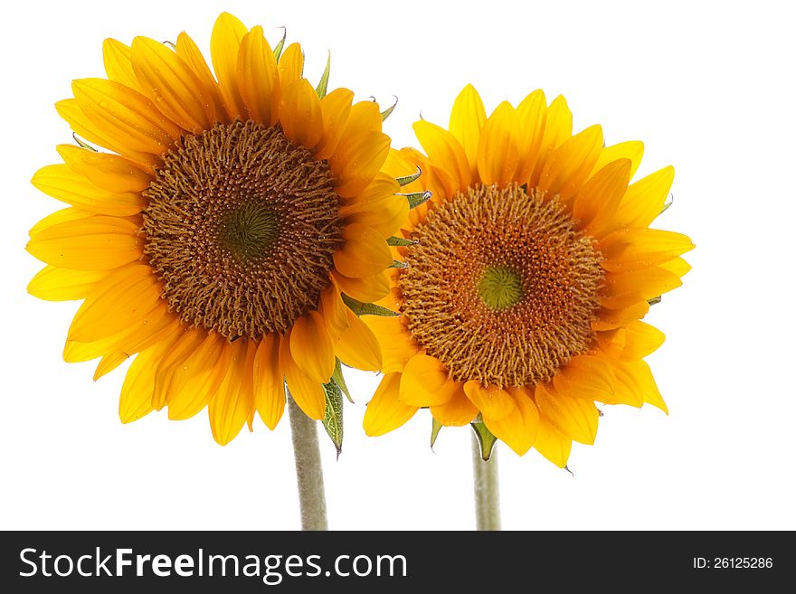 Sunflower with dew isolated white background