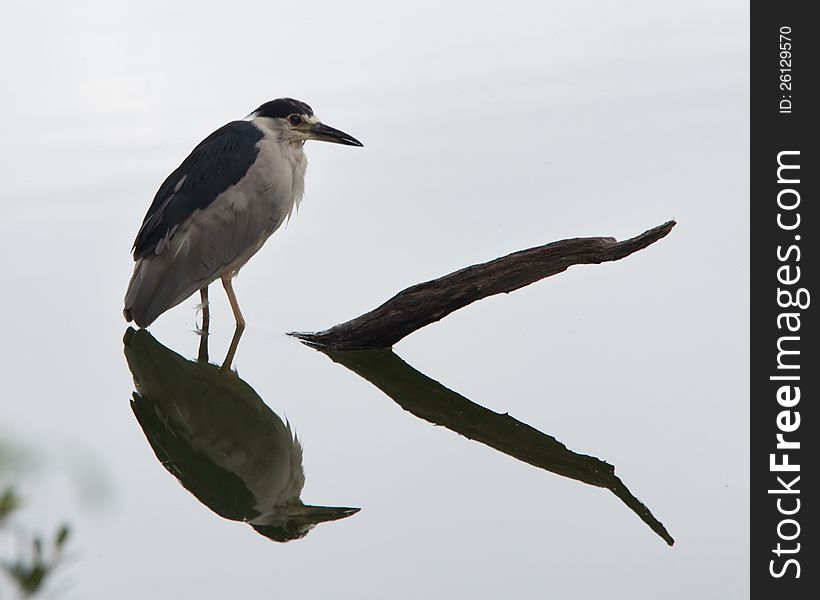 Black-crowned Night-heron (Nycticorax nycticorax hoactli). lake off of Chesapeake Bay, Virginia Beach, Va. Early morning light, cloudy, very still water.