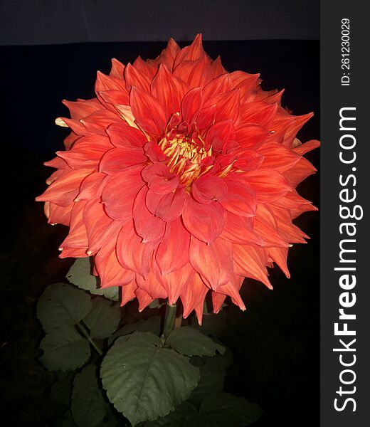 Beautiful Dahlia Flower Plant With Flowers, Nature Flowers Plants.