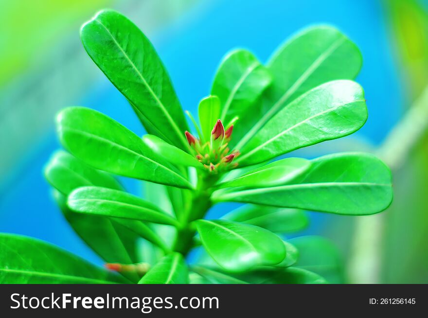 The frangipani flower buds will bloom on a blurred background