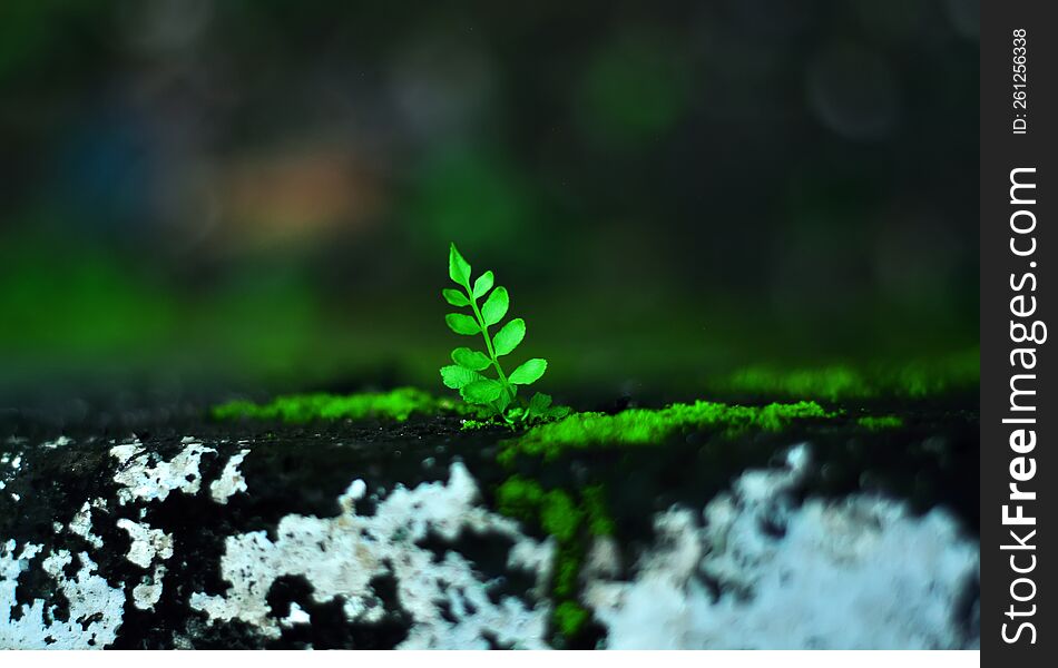 Moss and small plants over old wall with blurred background