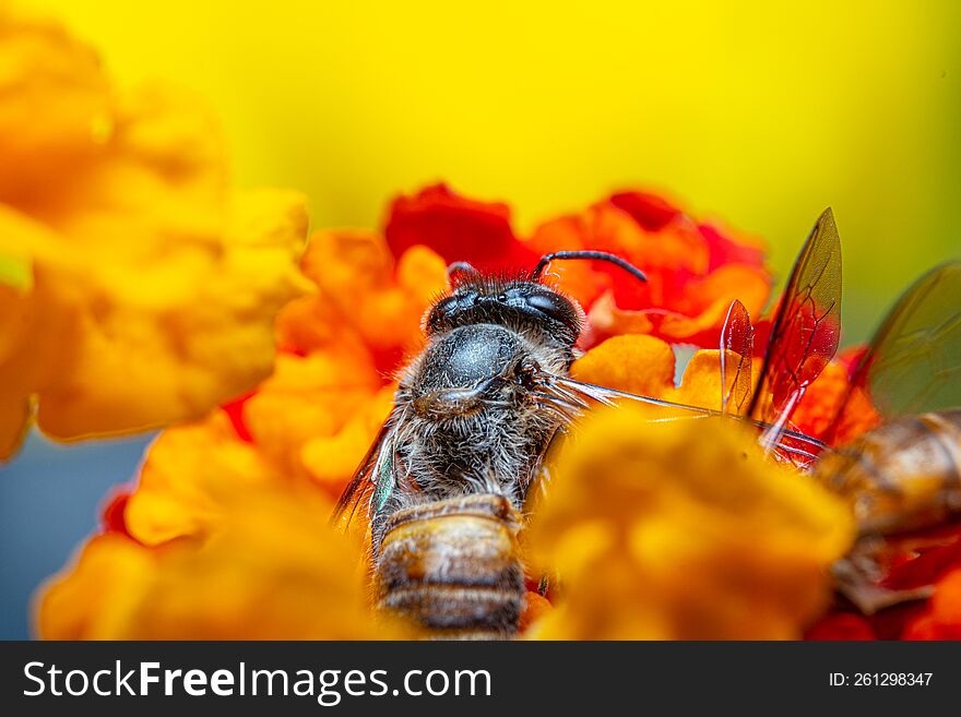 Honey bee backside view in the middle of yellow-orange flowers
