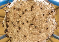 Nests Wasps Colony. Royalty Free Stock Image