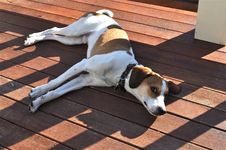 Free Enjoying Sun Royalty Free Stock Photo - 26137345