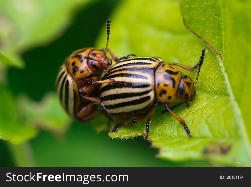 Colorado beetles, annihilator of the potato harvest. Leptinotarsa Decemlineata