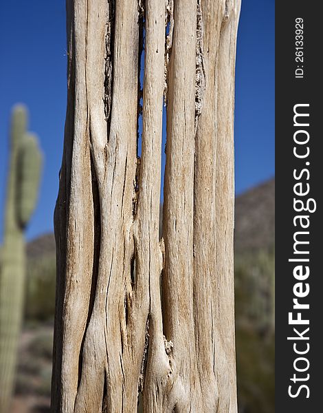Closeup of Saguaro Cactus Skeleton in Sonoran Desert