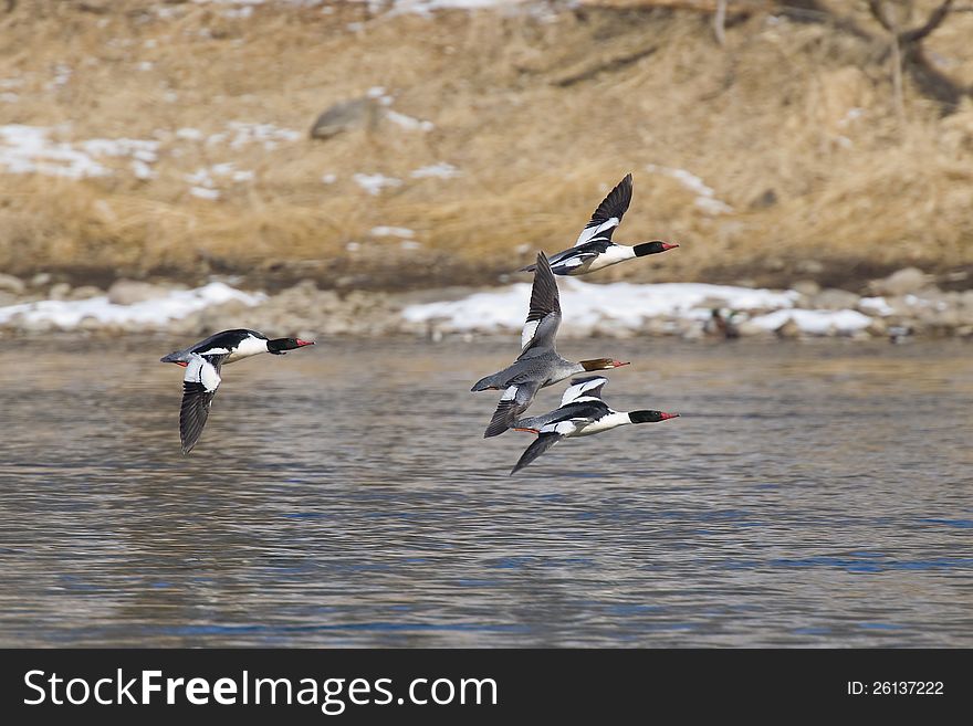 Flcok of adult Common Mergansers