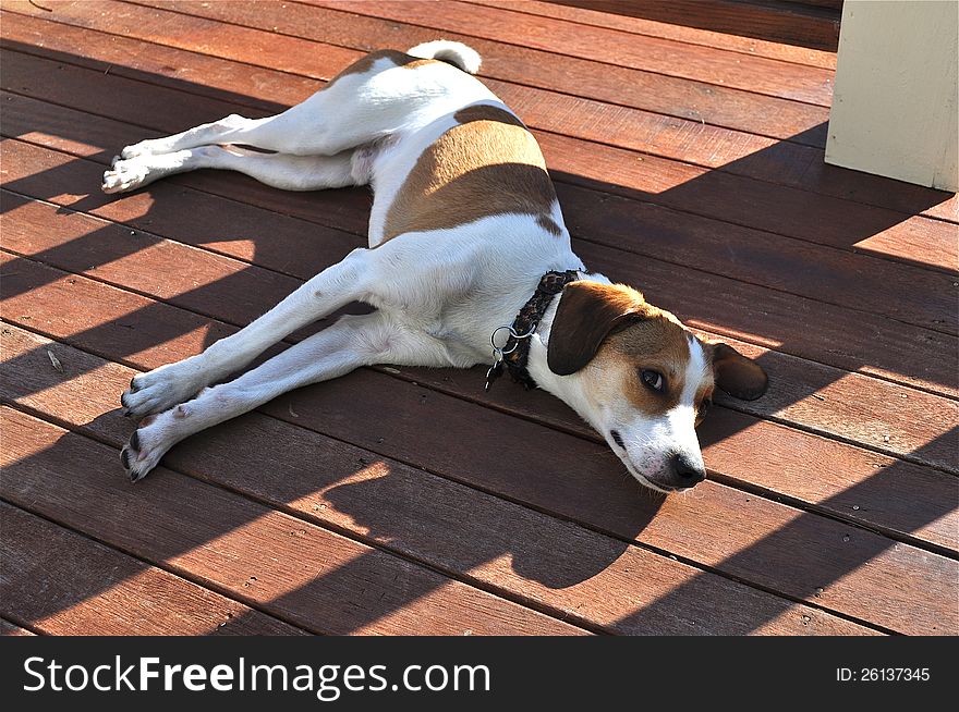 A cute dog is resting and enjoying a sunny day. A cute dog is resting and enjoying a sunny day.