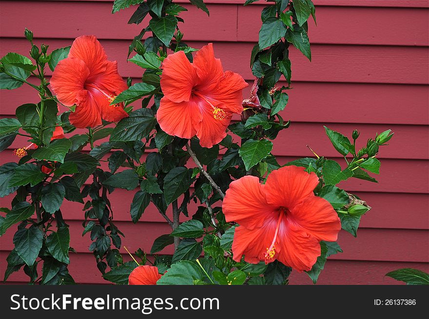 Three red flowers with a red background. Three red flowers with a red background