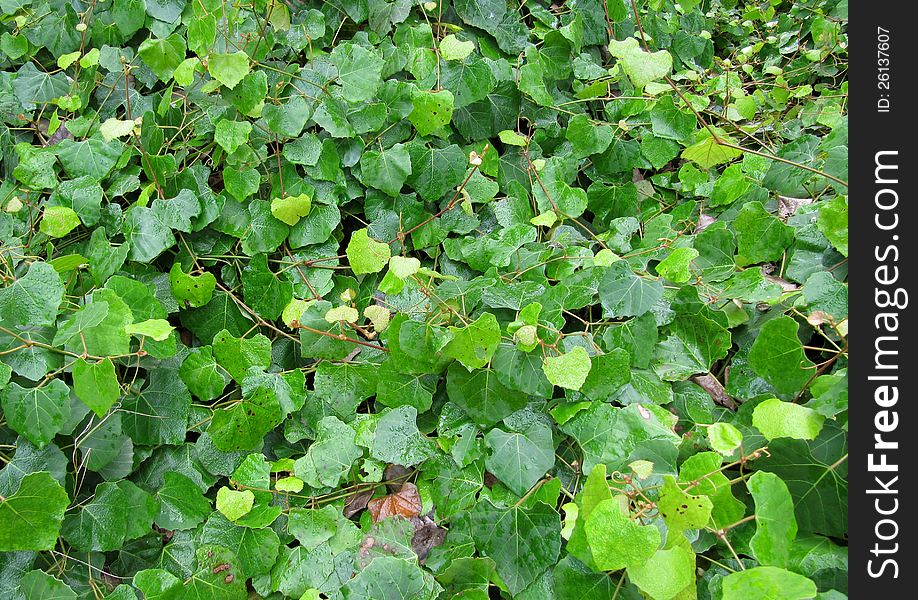 Carpet from green bright leaves of an ivy in a rainforest of South America. Carpet from green bright leaves of an ivy in a rainforest of South America
