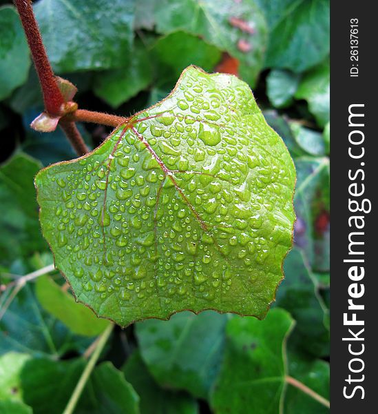 Beautiful green leaf flattening close up in drops at its finest the ambassador of a rain. Beautiful green leaf flattening close up in drops at its finest the ambassador of a rain