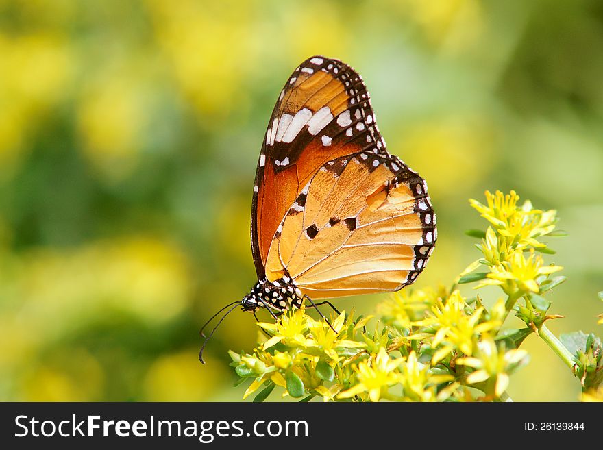 The lateral close-up of a beautiful butterfly. Scientific name: Danaus chrysippus