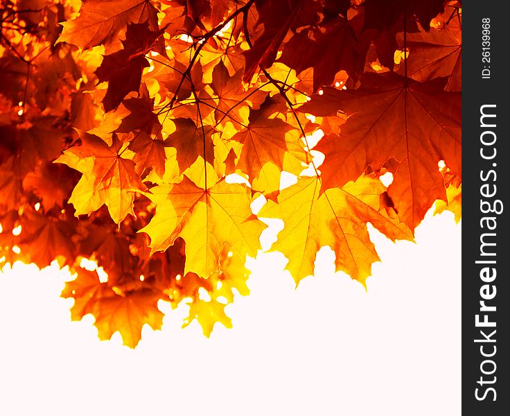Maple leaves glowing in the sun, autumn