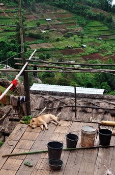 A Rural Dog With Terraced Field Scene Stock Photo