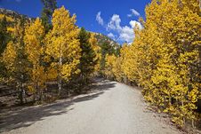 Forest Service Road Lined With Aspen Trees Royalty Free Stock Image