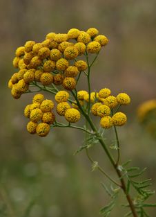 Medicinal Raw Material Of Tansy Stock Photo Medicinal Raw Material Of Tansy Stock Photo