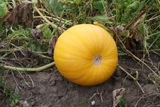 Pumpkin Usual Stock Photography Pumpkin Usual Stock Photography