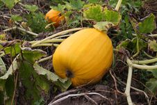Pumpkin On A Water-melon Royalty Free Stock Photo Pumpkin On A Water-melon Royalty Free Stock Photo