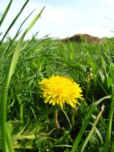 Unique Yellow Flower Of Dandelion Royalty Free Stock Photo Unique Yellow Flower Of Dandelion Royalty Free Stock Photo