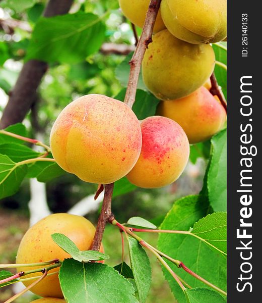 Ripe apricots on the branch